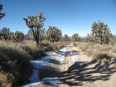 Snow and Joshua Trees
