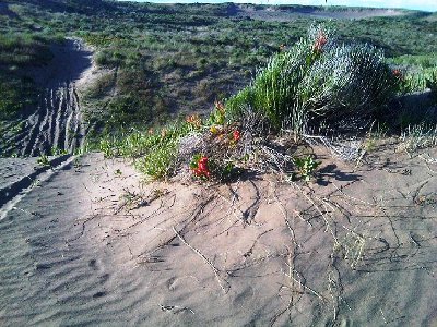 Desert Dunes